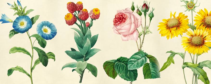 Illustrative Botanical Elements 